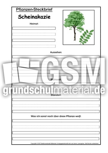 Pflanzensteckbrief-Scheinakazie.pdf
